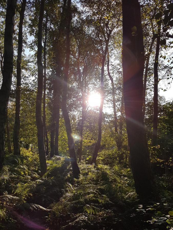 Sonnenstrahl Im Kuestenwald Gelbensande 외부 사진